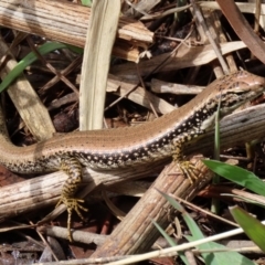 Eulamprus heatwolei at Tuggeranong DC, ACT - 30 Sep 2021