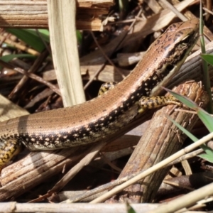 Eulamprus heatwolei at Tuggeranong DC, ACT - 30 Sep 2021