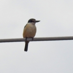 Todiramphus sanctus (Sacred Kingfisher) at Point Hut to Tharwa - 30 Sep 2021 by RodDeb