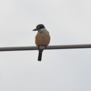 Todiramphus sanctus at Paddys River, ACT - 30 Sep 2021