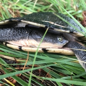 Chelodina longicollis at Molonglo Valley, ACT - 29 Sep 2021 04:13 PM