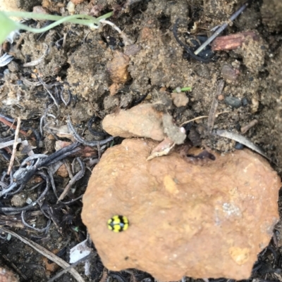 Illeis galbula (Fungus-eating Ladybird) at Evans Head, NSW - 1 Oct 2021 by AliClaw