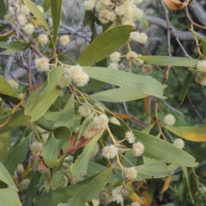 Acacia melanoxylon at Conder, ACT - 17 Sep 2021