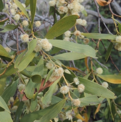 Acacia melanoxylon (Blackwood) at Conder, ACT - 17 Sep 2021 by MichaelBedingfield