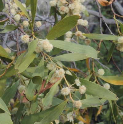 Acacia melanoxylon (Blackwood) at Tuggeranong Hill - 17 Sep 2021 by michaelb