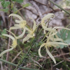 Clematis leptophylla (Small-leaf Clematis, Old Man's Beard) at Tuggeranong Hill - 17 Sep 2021 by michaelb