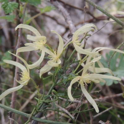 Clematis leptophylla (Small-leaf Clematis, Old Man's Beard) at Tuggeranong Hill - 17 Sep 2021 by michaelb