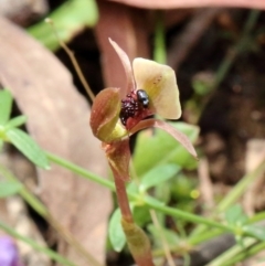 Chiloglottis trapeziformis (Diamond Ant Orchid) at Woodlands, NSW - 1 Oct 2021 by Snowflake