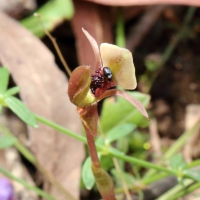 Chiloglottis trapeziformis (Diamond Ant Orchid) at Woodlands - 1 Oct 2021 by Snowflake
