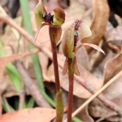 Chiloglottis trapeziformis at Woodlands, NSW - suppressed