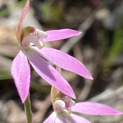 Caladenia carnea (Pink fingers) at Denman Prospect, ACT - 1 Oct 2021 by AJB