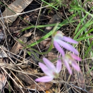 Caladenia carnea at Denman Prospect, ACT - 1 Oct 2021