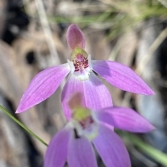 Caladenia carnea at Denman Prospect, ACT - 1 Oct 2021