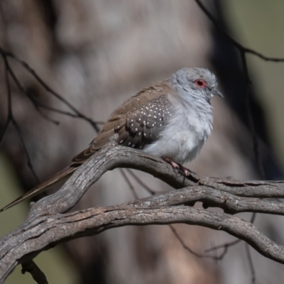 Geopelia cuneata (Diamond Dove) at Booth, ACT - 30 Sep 2021 by rawshorty