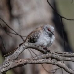 Geopelia cuneata at Booth, ACT - 1 Oct 2021 09:05 AM