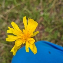 Microseris walteri (Yam Daisy, Murnong) at Kaleen, ACT - 1 Oct 2021 by Jiggy