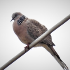 Spilopelia chinensis (Spotted Dove) at Jerrabomberra Wetlands - 28 Sep 2021 by JohnBundock