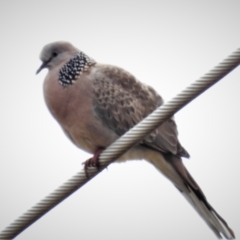 Streptopelia chinensis (Spotted Dove) at Fyshwick, ACT - 28 Sep 2021 by JohnBundock