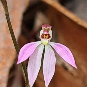 Caladenia carnea at Kaleen, ACT - suppressed