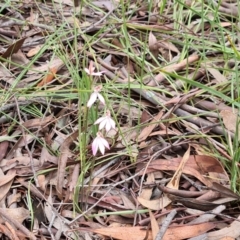 Caladenia carnea at Kaleen, ACT - 1 Oct 2021