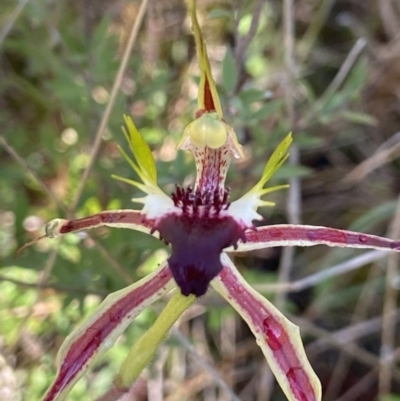 Caladenia atrovespa (Green-comb Spider Orchid) at Black Mountain - 30 Sep 2021 by AJB