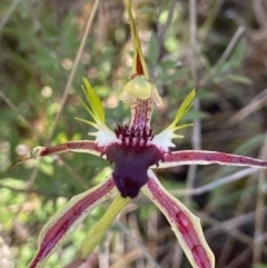 Caladenia atrovespa (Green-comb Spider Orchid) at Downer, ACT - 30 Sep 2021 by AJB