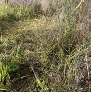 Caladenia atrovespa at Downer, ACT - 1 Oct 2021