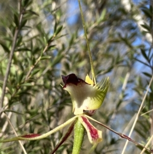 Caladenia atrovespa at Downer, ACT - 1 Oct 2021