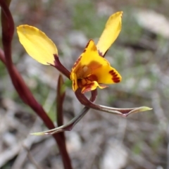 Diuris pardina (Leopard Doubletail) at Wanniassa Hill - 1 Oct 2021 by AnneG1