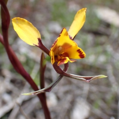 Diuris pardina (Leopard Doubletail) at Tuggeranong DC, ACT - 1 Oct 2021 by AnneG1