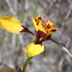 Diuris pardina at Tuggeranong DC, ACT - suppressed