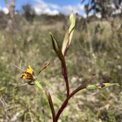 Diuris pardina at Tuggeranong DC, ACT - suppressed