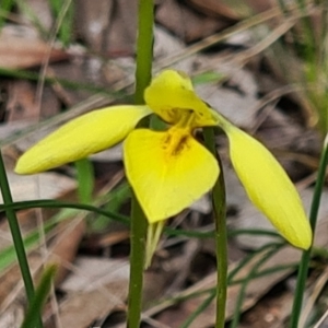 Diuris chryseopsis at Kaleen, ACT - 1 Oct 2021