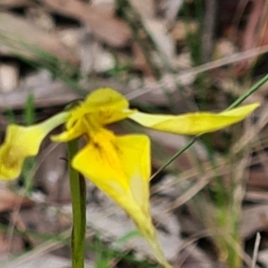 Diuris chryseopsis at Kaleen, ACT - 1 Oct 2021