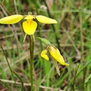 Diuris chryseopsis at Kaleen, ACT - 1 Oct 2021