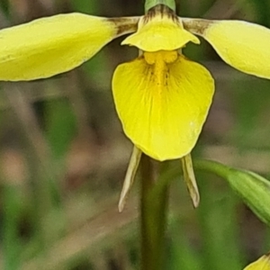 Diuris chryseopsis at Kaleen, ACT - 1 Oct 2021