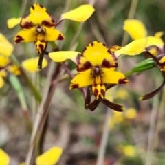 Diuris pardina (Leopard Doubletail) at Kaleen, ACT - 1 Oct 2021 by Jiggy