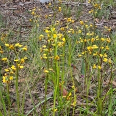 Diuris pardina at Kaleen, ACT - 1 Oct 2021