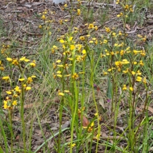 Diuris pardina at Kaleen, ACT - 1 Oct 2021