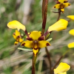 Diuris pardina at Kaleen, ACT - 1 Oct 2021