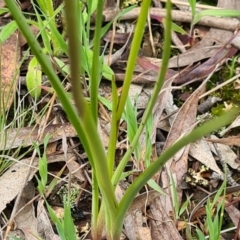 Diuris pardina at Kaleen, ACT - 1 Oct 2021