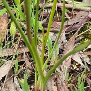 Diuris pardina at Kaleen, ACT - 1 Oct 2021