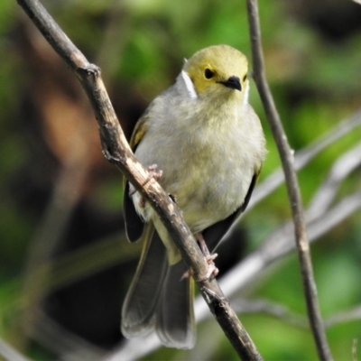 Ptilotula penicillata (White-plumed Honeyeater) at Gigerline Nature Reserve - 1 Oct 2021 by JohnBundock