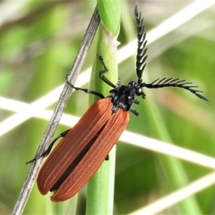 Porrostoma rhipidium (Long-nosed Lycid (Net-winged) beetle) at Paddys River, ACT - 1 Oct 2021 by JohnBundock