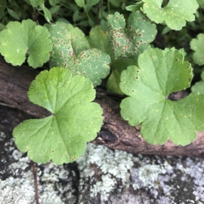 Hydrocotyle laxiflora (Stinking Pennywort) at Griffith Woodland - 1 Oct 2021 by ianandlibby1