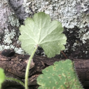 Hydrocotyle laxiflora at Griffith, ACT - 1 Oct 2021 02:01 PM