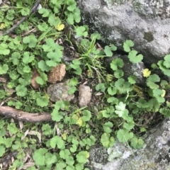 Hydrocotyle laxiflora at Griffith, ACT - 1 Oct 2021 02:01 PM