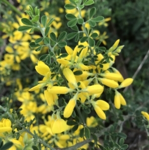Genista monspessulana at Griffith, ACT - 1 Oct 2021