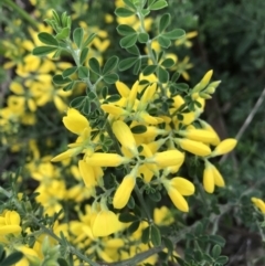 Genista monspessulana (Cape Broom, Montpellier Broom) at Griffith Woodland - 1 Oct 2021 by ianandlibby1