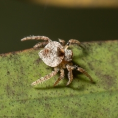 Dolophones turrigera (Turret spider) at Macgregor, ACT - 1 Oct 2021 by Roger